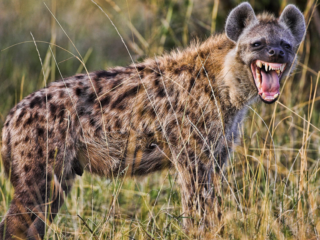 Hyena